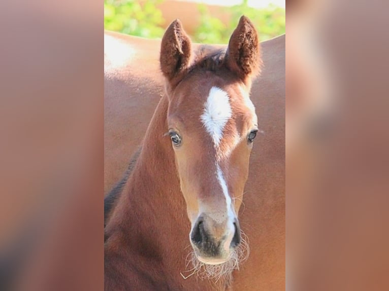 Hanoverian Stallion 1 year 16,3 hh Brown in Edewecht