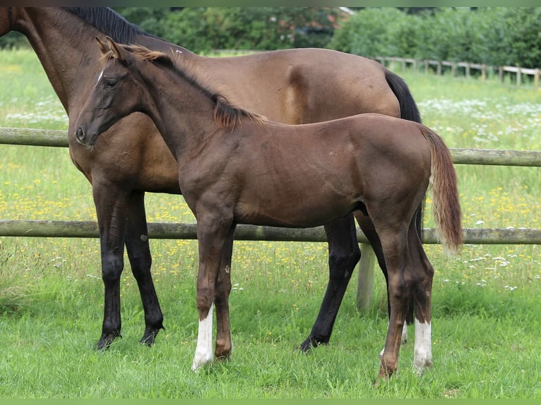 Hanoverian Stallion 1 year 16,3 hh Chestnut in Samern