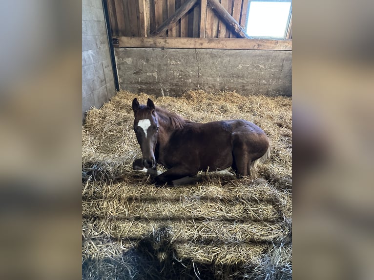 Hanoverian Stallion 1 year 16.3 hh Chestnut in Hadsten