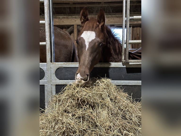 Hanoverian Stallion 1 year 16.3 hh Chestnut in Hadsten