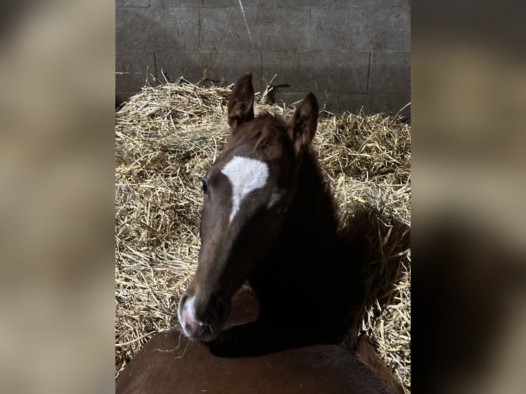 Hanoverian Stallion 1 year 16.3 hh Chestnut in Hadsten