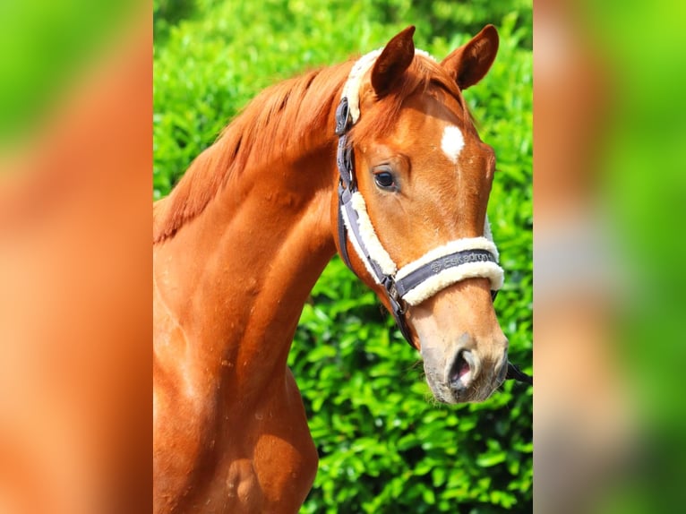 Hanoverian Stallion 1 year 16,3 hh Chestnut-Red in Selsingen