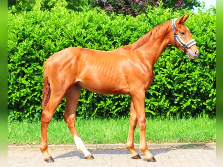 Hanoverian Stallion 1 year 16,3 hh Chestnut-Red in Selsingen