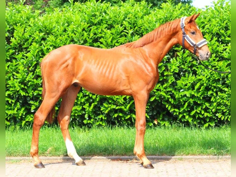 Hanoverian Stallion 1 year 16,3 hh Chestnut-Red in Selsingen