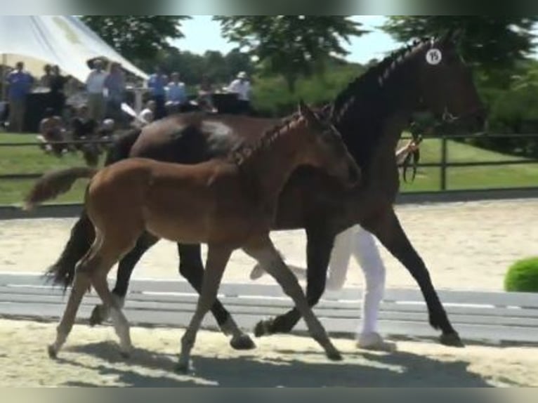 Hanoverian Stallion 1 year 16,3 hh Smoky-Black in Wagenitz