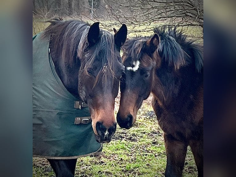 Hanoverian Stallion 1 year 16,3 hh Smoky-Black in Wagenitz