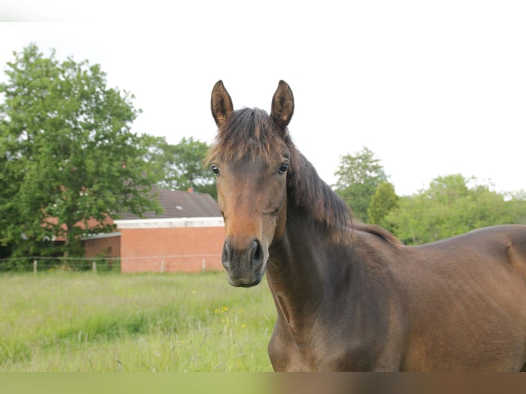 Hanoverian Stallion 1 year 16 hh Bay-Dark in Leezdorf