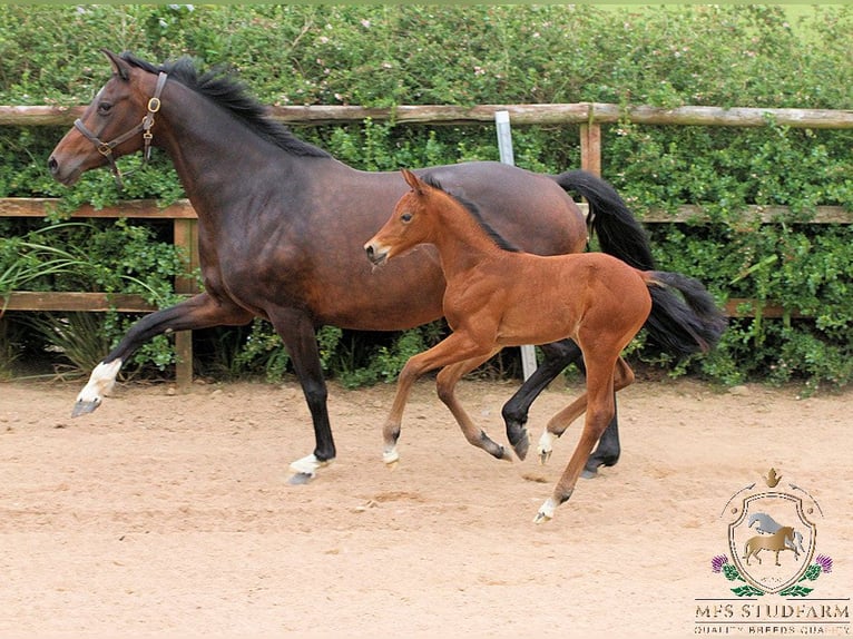 Hanoverian Stallion 1 year 16 hh Bay in Aberdeenshire