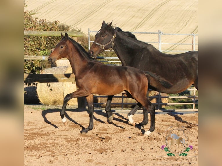 Hanoverian Stallion 1 year 16 hh Brown in Aberdeenshire