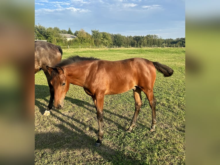 Hanoverian Stallion 1 year 16 hh Brown in Spenge