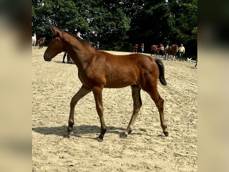 Hanoverian Stallion 1 year 16 hh Brown in Spenge
