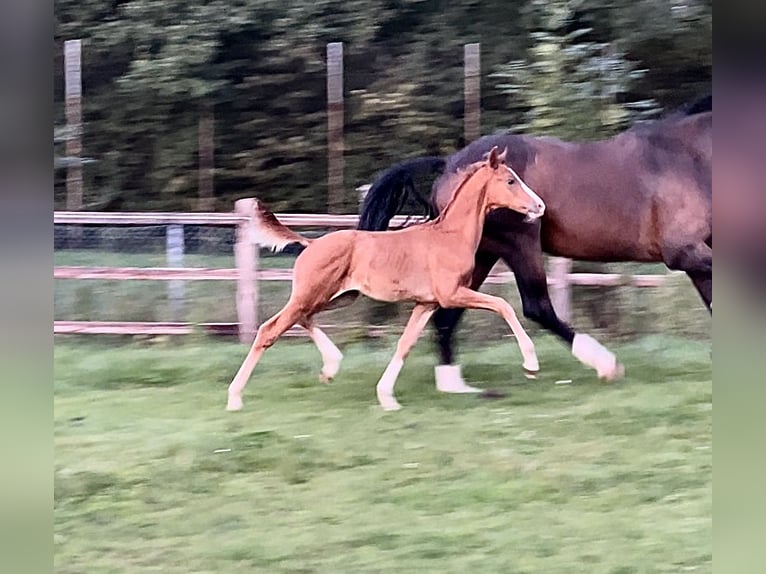 Hanoverian Stallion 1 year 16 hh Chestnut-Red in Stadthagen