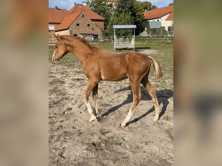 Hanoverian Stallion 1 year 16 hh Chestnut-Red in Stadthagen