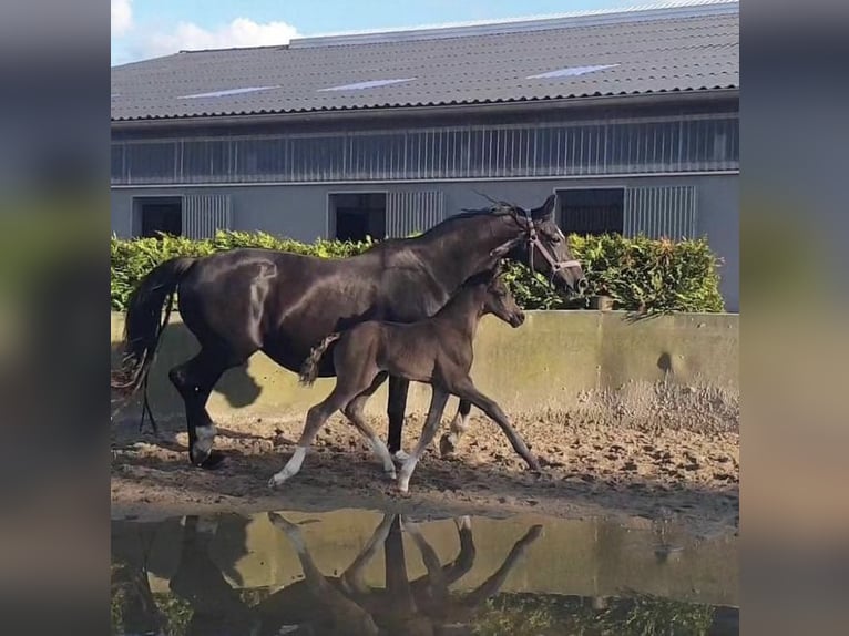 Hanoverian Stallion 1 year 16,1 hh Black in Hamersen