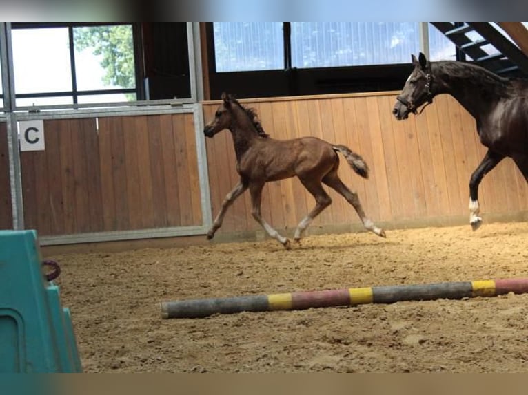 Hanoverian Stallion 1 year 16,1 hh Black in Hamersen