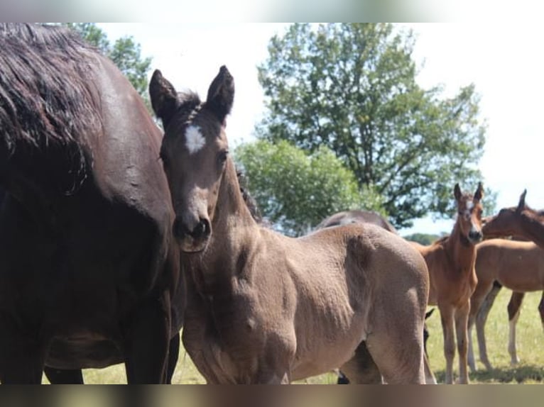 Hanoverian Stallion 1 year 16,1 hh Black in Hamersen