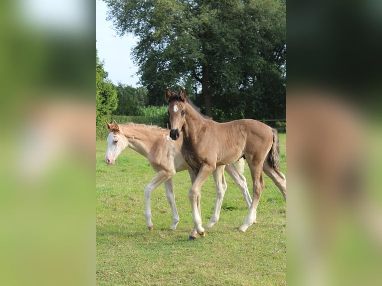 Hanoverian Stallion 1 year 16,1 hh Black in Hamersen