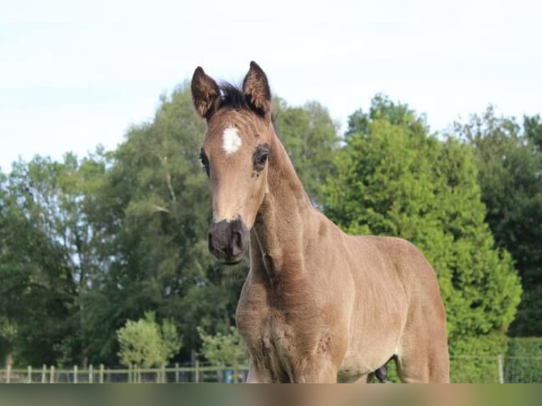 Hanoverian Stallion 1 year 16,1 hh Black in Hamersen