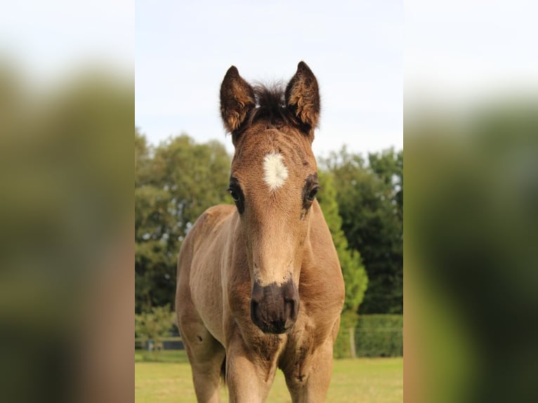 Hanoverian Stallion 1 year 16,1 hh Black in Hamersen