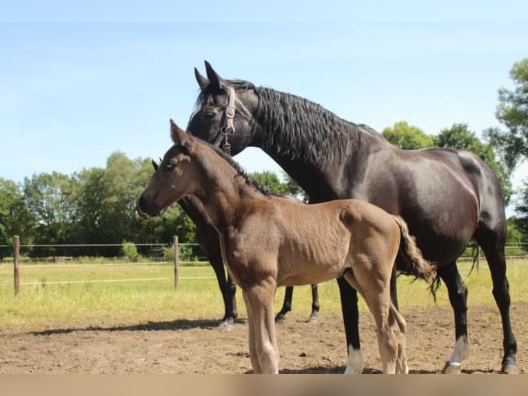 Hanoverian Stallion 1 year 16,1 hh Black in Hamersen