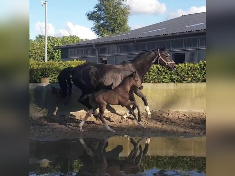 Hanoverian Stallion 1 year 16,1 hh Black in Hamersen