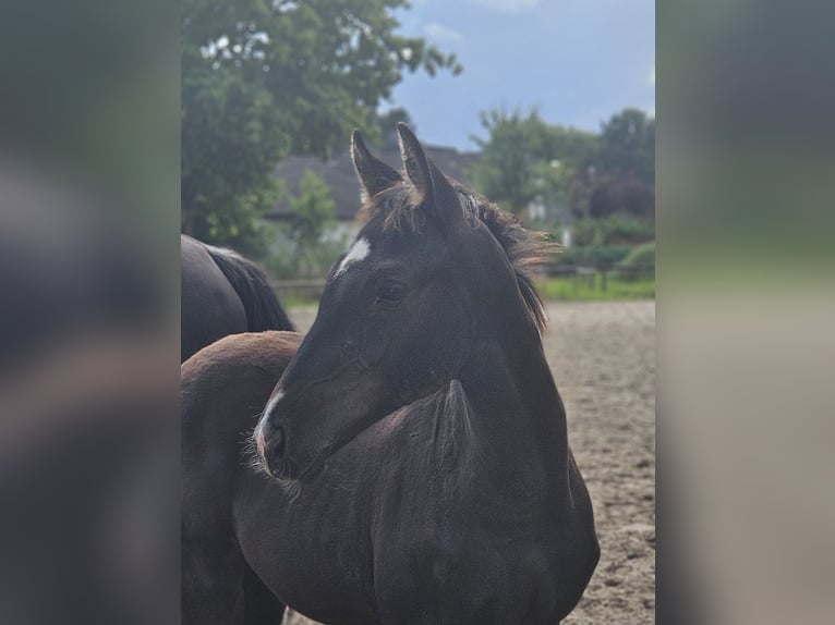 Hanoverian Stallion 1 year 16,1 hh Black in Tespe