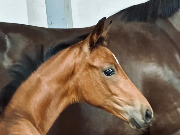 Hanoverian Stallion 1 year 16,1 hh Brown in Winsen (Luhe)