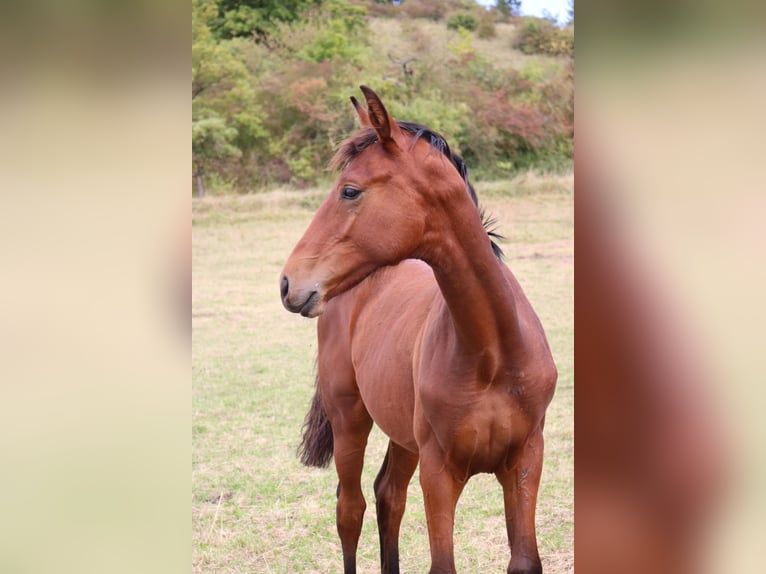 Hanoverian Stallion 1 year 16,1 hh Brown in Dransfeld