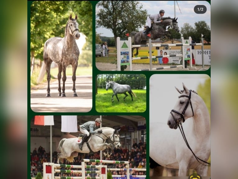 Hanoverian Stallion 1 year 16,1 hh Brown in Bad Bentheim
