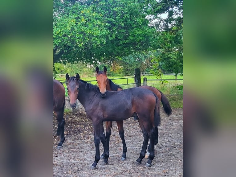 Hanoverian Stallion 1 year 16,1 hh Brown in Bad Bentheim