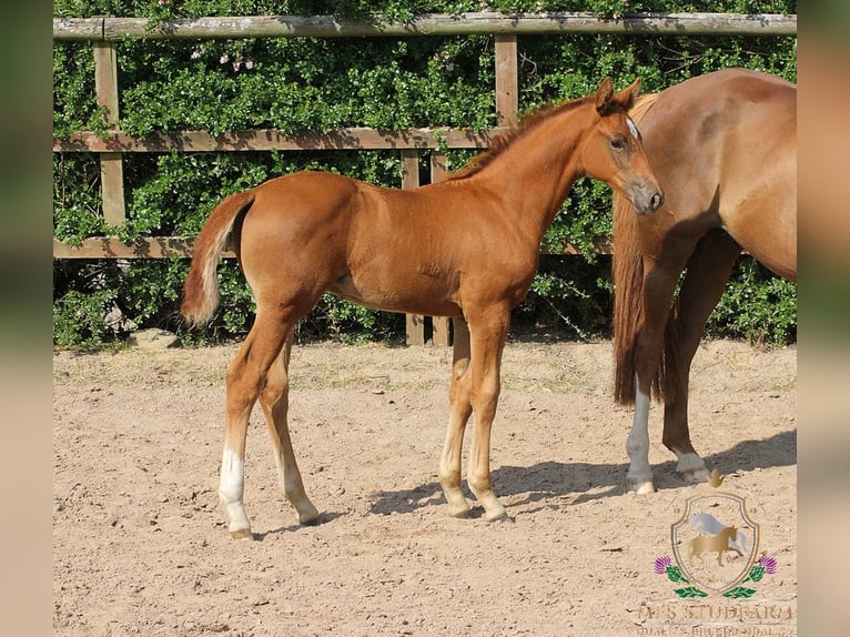 Hanoverian Stallion 1 year 16,1 hh Chestnut in Aberdeenshire