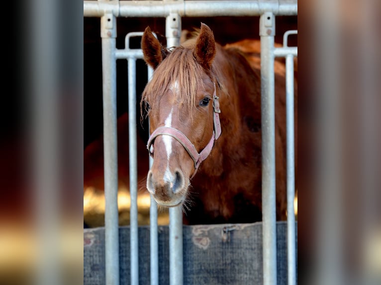 Hanoverian Stallion 1 year 16,1 hh Chestnut in Isernhagen