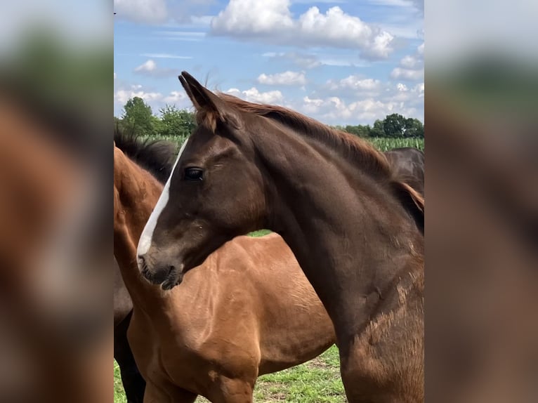 Hanoverian Stallion 1 year 16,1 hh Chestnut in Dohren