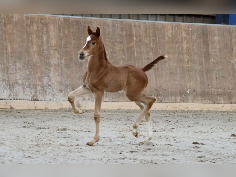 Hanoverian Stallion 1 year 16,1 hh Chestnut-Red in Bad Oldesloe