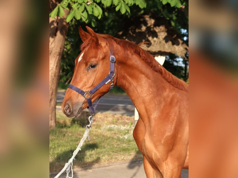 Hanoverian Stallion 1 year 16,1 hh Chestnut-Red in Selsingen