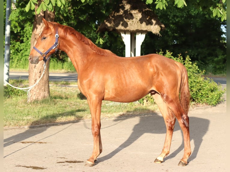 Hanoverian Stallion 1 year 16,1 hh Chestnut-Red in Selsingen
