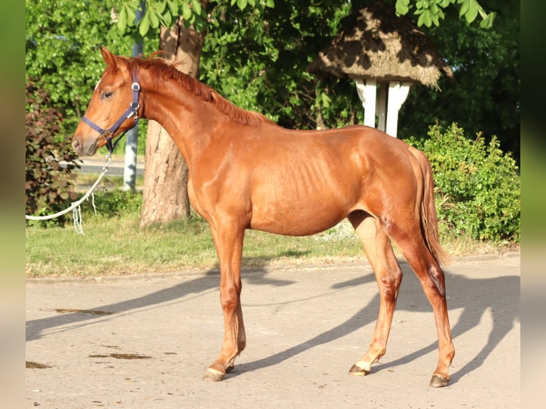 Hanoverian Stallion 1 year 16,1 hh Chestnut-Red in Selsingen
