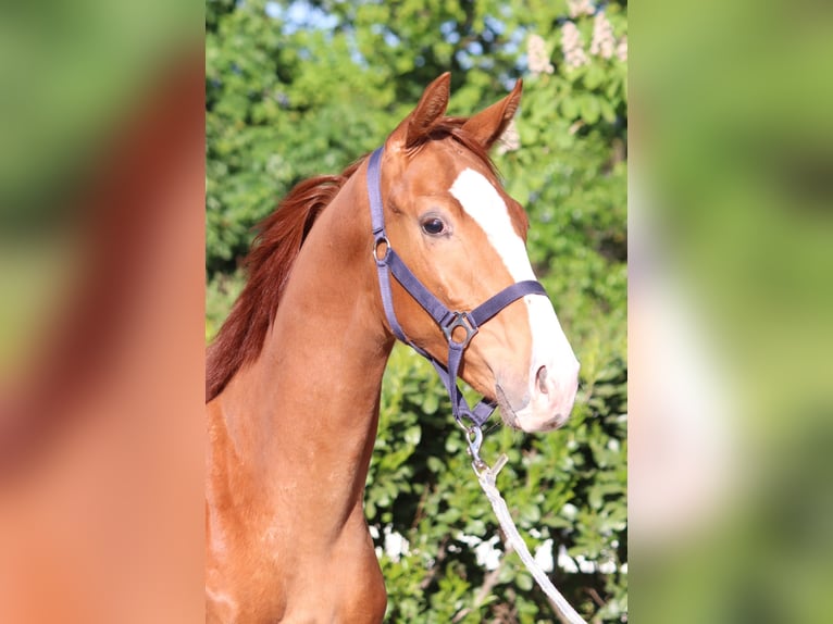 Hanoverian Stallion 1 year 16,1 hh Chestnut-Red in Selsingen