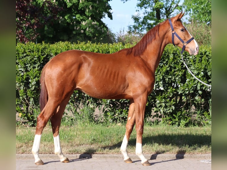 Hanoverian Stallion 1 year 16,1 hh Chestnut-Red in Selsingen