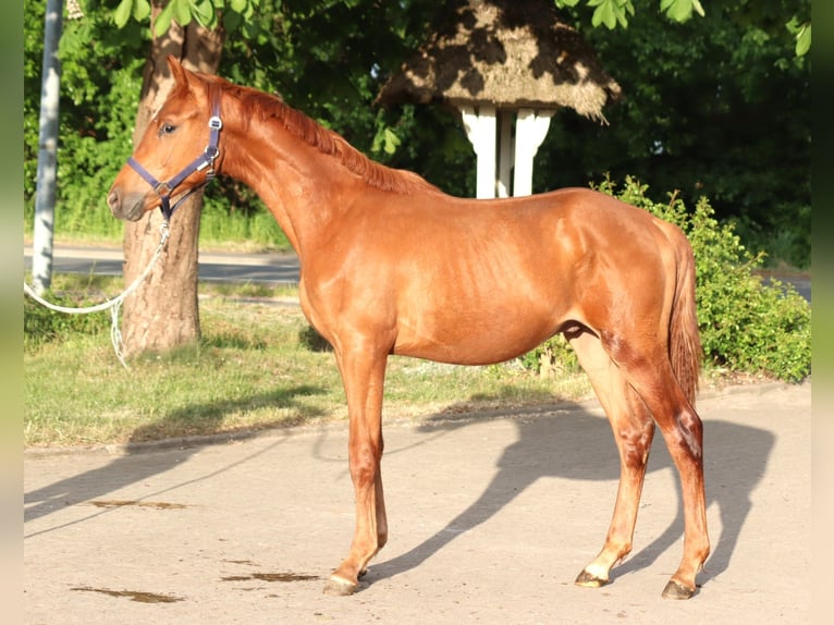 Hanoverian Stallion 1 year 16,1 hh Chestnut-Red in Selsingen