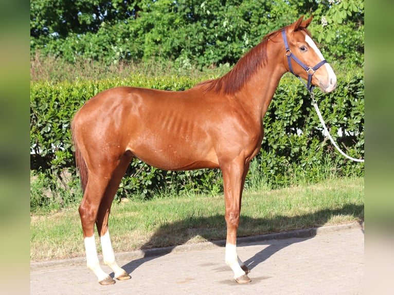Hanoverian Stallion 1 year 16,1 hh Chestnut-Red in Selsingen