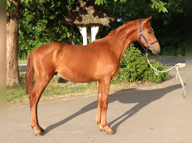 Hanoverian Stallion 1 year 16,1 hh Chestnut-Red in Selsingen