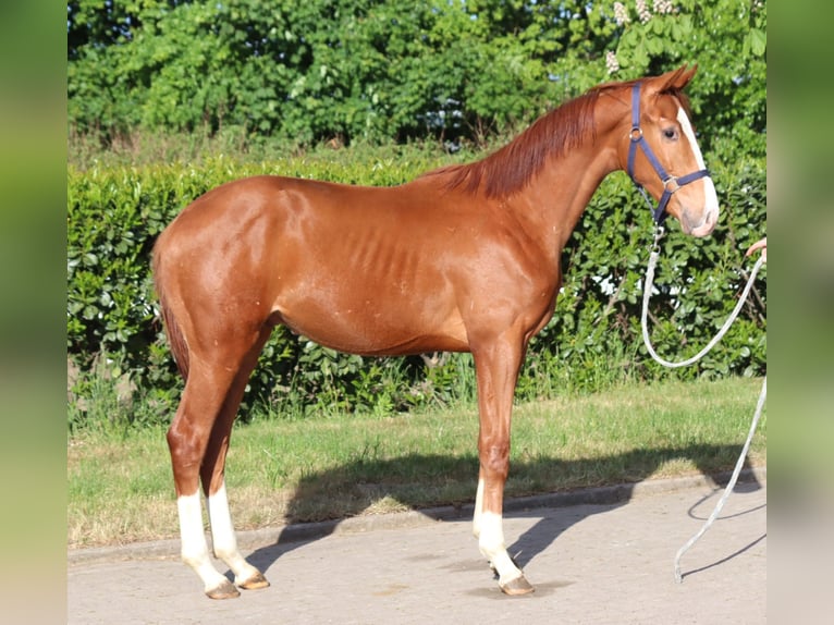 Hanoverian Stallion 1 year 16,1 hh Chestnut-Red in Selsingen