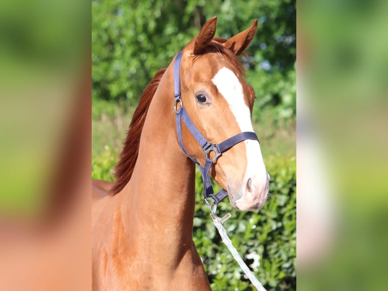 Hanoverian Stallion 1 year 16,1 hh Chestnut-Red in Selsingen
