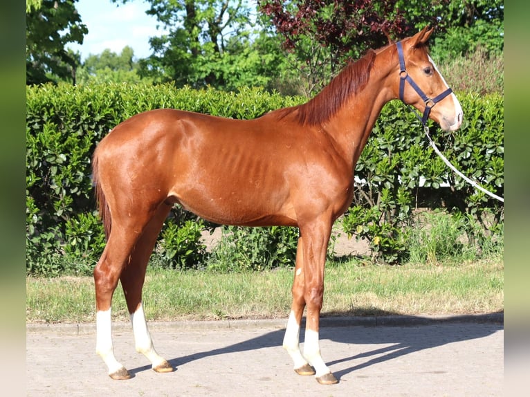 Hanoverian Stallion 1 year 16,1 hh Chestnut-Red in Selsingen