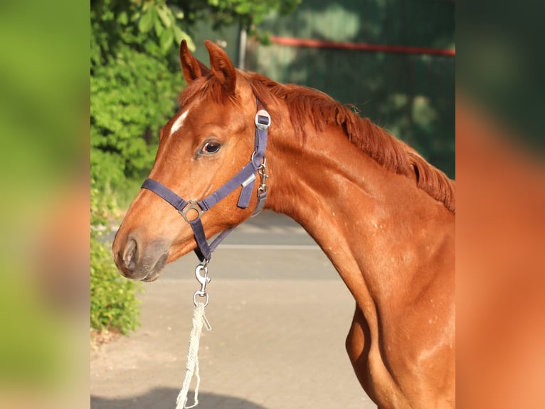 Hanoverian Stallion 1 year 16,1 hh Chestnut-Red in Selsingen