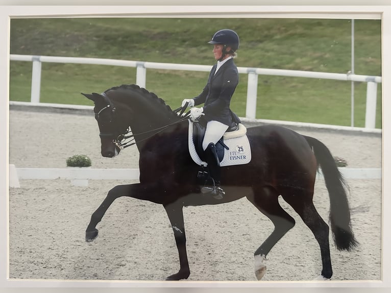Hanoverian Stallion 1 year 16,1 hh Smoky-Black in Dransfeld