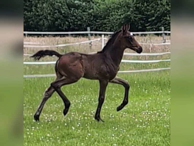 Hanoverian Stallion 1 year 16,2 hh Bay-Dark in Weyhe
