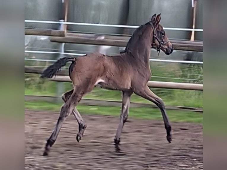 Hanoverian Stallion 1 year 16,2 hh Bay-Dark in Weyhe