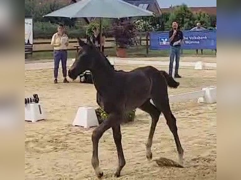 Hanoverian Stallion 1 year 16,2 hh Black in Rosengarten